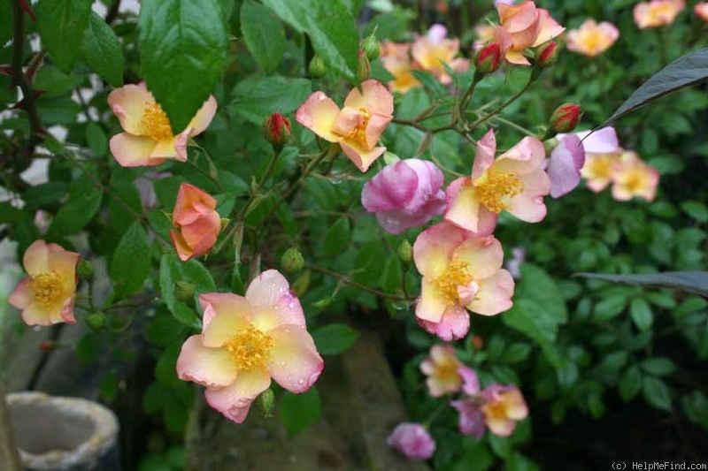 'Plaisanterie (Hybrid Musk, Lens, 1988/96)' rose photo