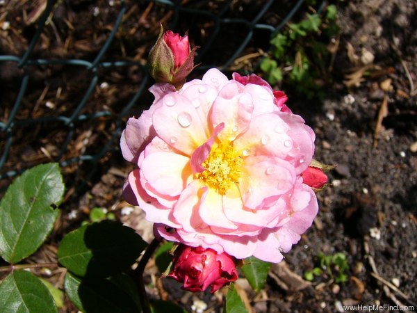 'Cornelia (Hybrid Musk, Pemberton, 1925)' rose, click to enlarge 'Cornelia (Hybrid Musk, Pemberton, 1925)' rose photo