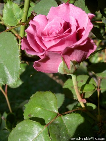 'Angel Face, Cl. (cl. floribunda, Haight 1981)' rose photo