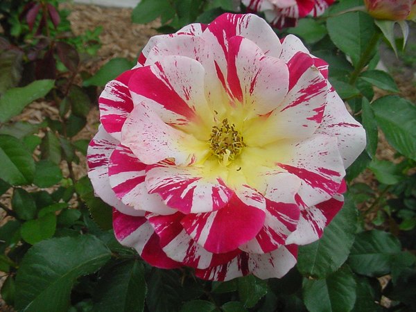 'Jan Shannon's Rose Garden'  photo