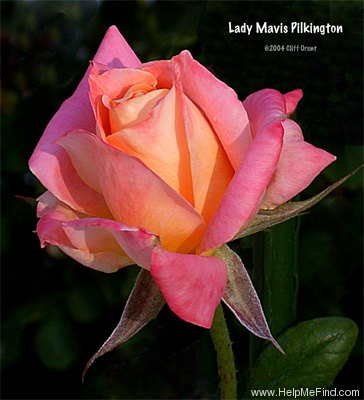 'Lady Mavis Pilkington' rose photo
