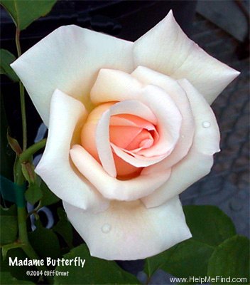 'Madame Butterfly' rose photo