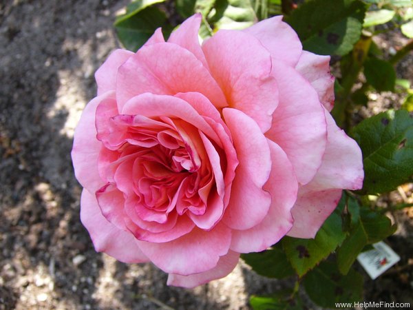 'TANgust' rose photo
