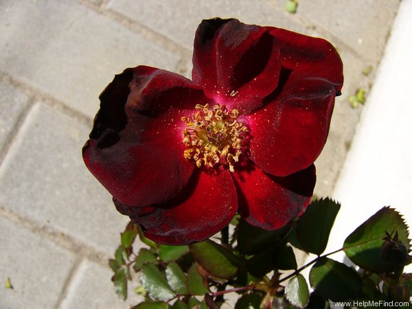 'Tour Eiffel 2000 ® (climber, Delbard, 1998)' rose photo