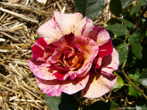 'Edgar Degas ®' rose photo