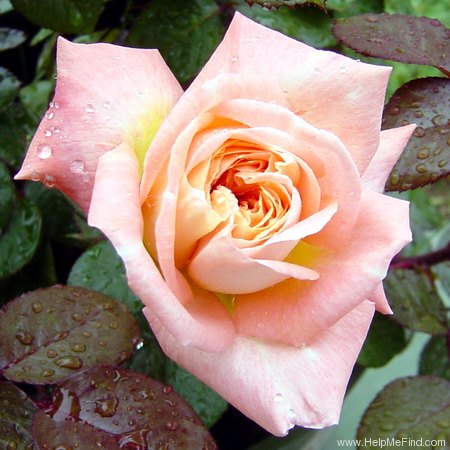 'Georgia (hybrid tea, Weeks, 1980)' rose photo