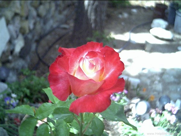 'Double Delight ®' rose, click to enlarge 'Double Delight ®' rose photo