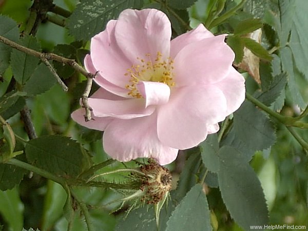 'Wolley-Dod's Rose' rose photo