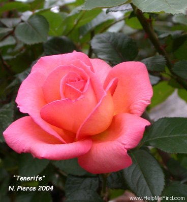 'Tenerife' rose photo
