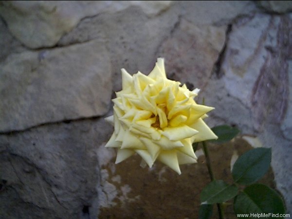 'King's Ransom' rose photo