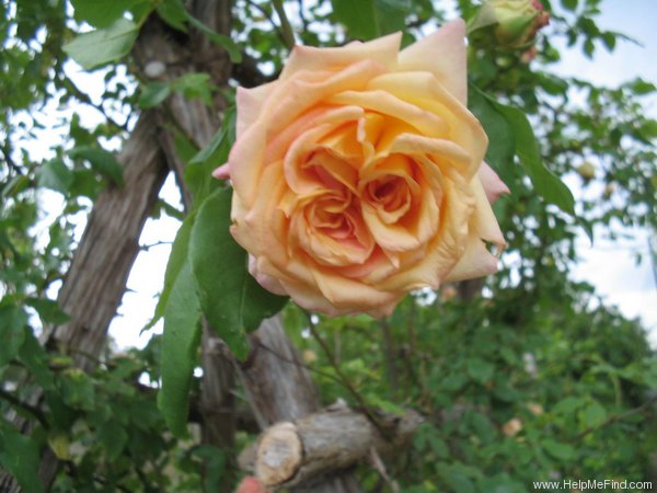 'Kaiserin Friedrich' rose photo