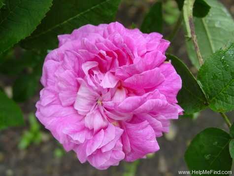 'Marie Louise ' Rose Photo