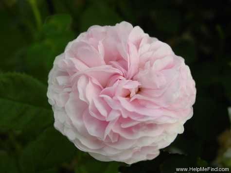 'Félicité Parmentier' rose photo