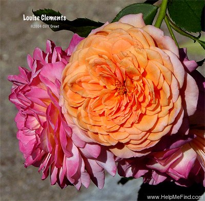 'Louise Clements (shrub, Clements, 1996)' rose photo