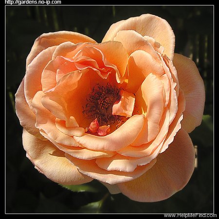 'Just Joey (Hybrid Tea, Cants, 1972)' rose photo