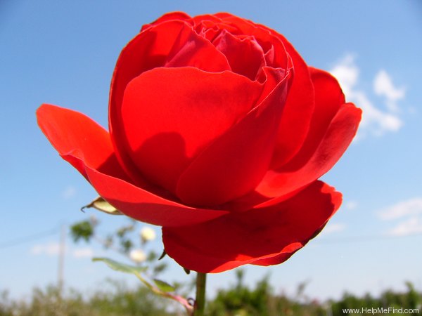 'Fluorescent ®' rose photo