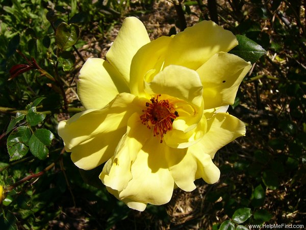 'Golden Showers' rose photo