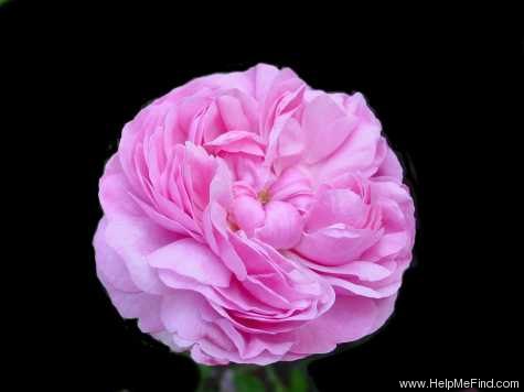 'Sydonie (damask Perpetual, Vibert, 1847)' rose photo