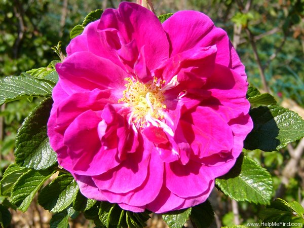 '<i>Rosa rugosa</i> 'Roseraie de l'Haÿ'' rose photo
