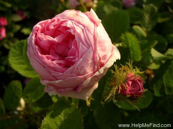 'Centifolia Muscosa 'Communis'' rose photo