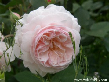 'A Shropshire Lad' rose photo
