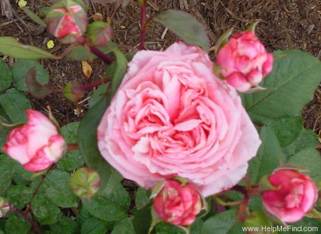 'Abraham Darby' rose, click to enlarge 'Abraham Darby' rose photo