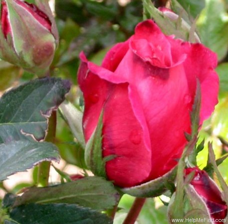 'First Prize' rose photo