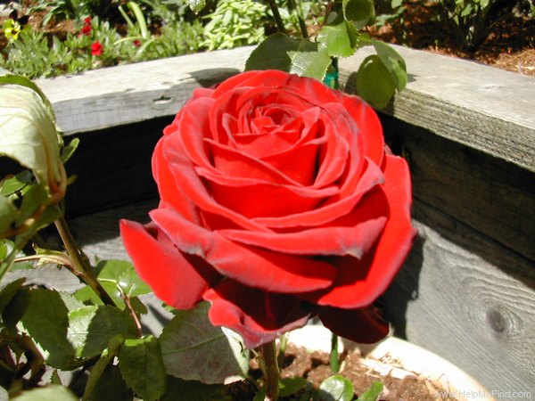 'Ingrid Bergman ®' rose photo