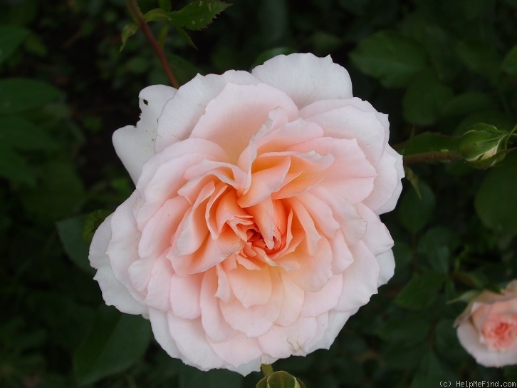 'Schloss Eutin ® Fairy Tale' rose photo