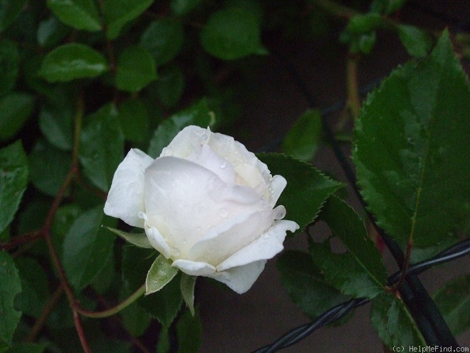 'Ave Maria (polyantha, Böhm, 1933)' rose photo
