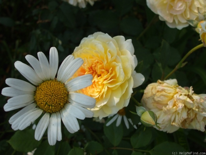 'Molineux' rose photo