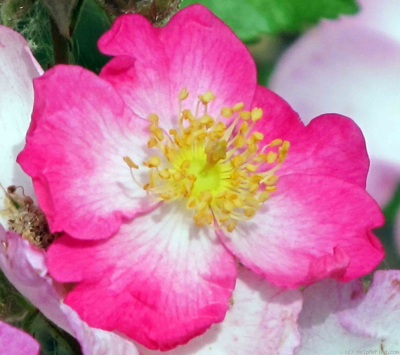 'Oso Happy Smoothie' rose photo