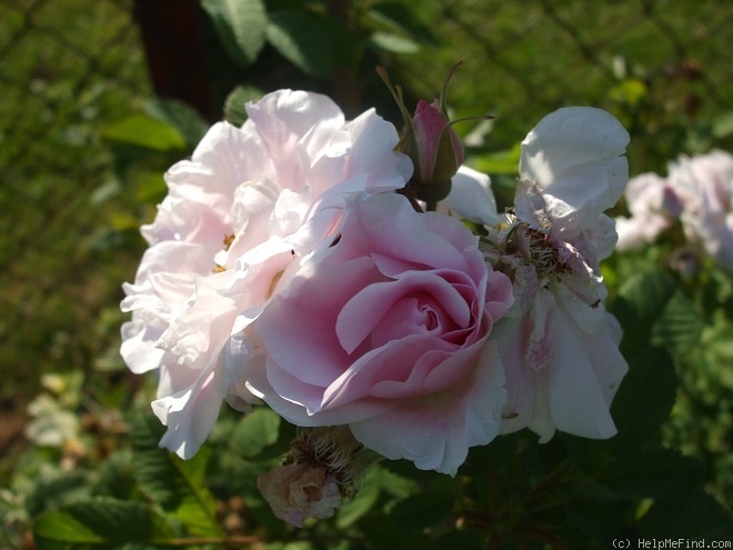 'Martin Frobisher' rose, click to enlarge 'Martin Frobisher' rose photo