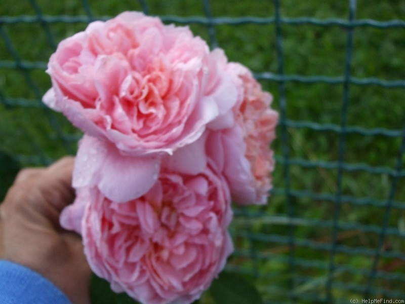 'Colette (climber, Meilland 1994)' rose photo