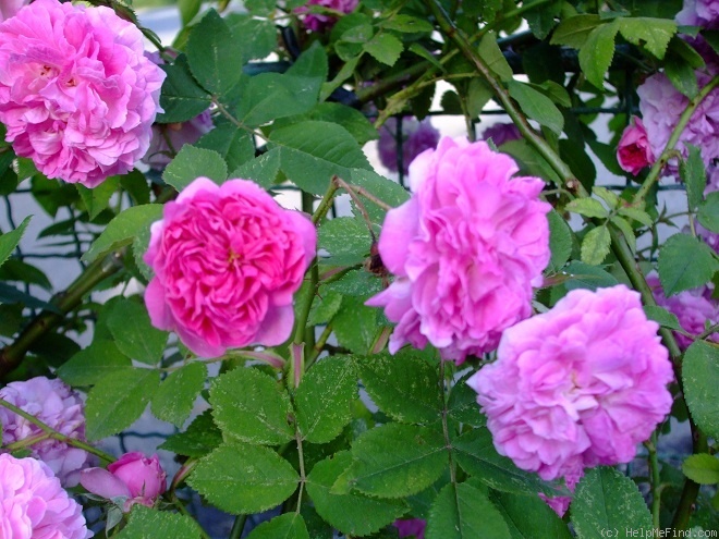 'Seven Sisters (Hybrid Multiflora, 1817)' rose photo