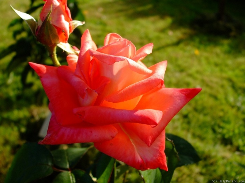 'Königin der Rosen ®' rose photo