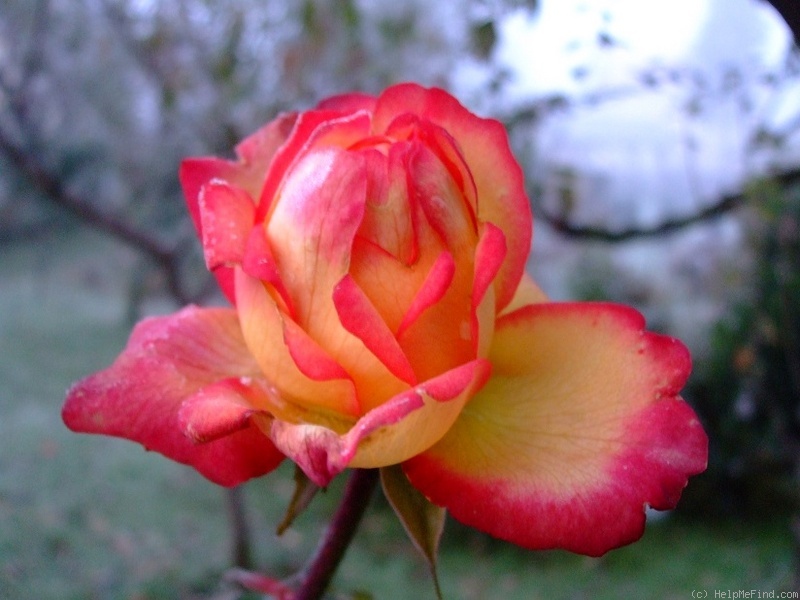 'Rittertum' rose photo