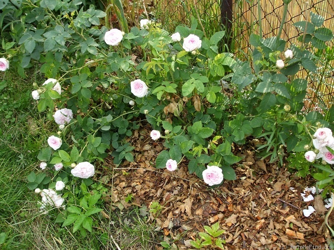 'Félicité Parmentier' rose photo