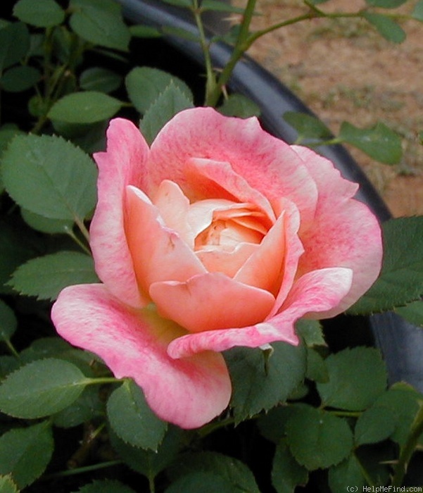'Splish Splash ™ (miniature, Moore, 1993)' rose photo
