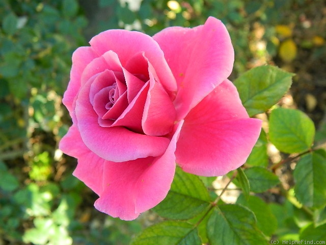 'Gentle Annie' rose photo