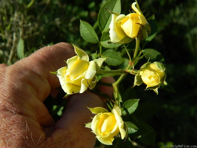 'ILC1-72-1' rose photo