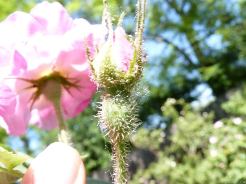 'R. villosa duplex' rose photo