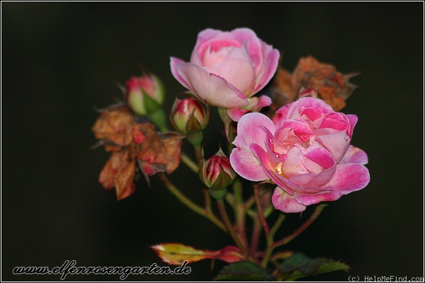 'Charmant ™ (miniature, Kordes 1998)' rose photo