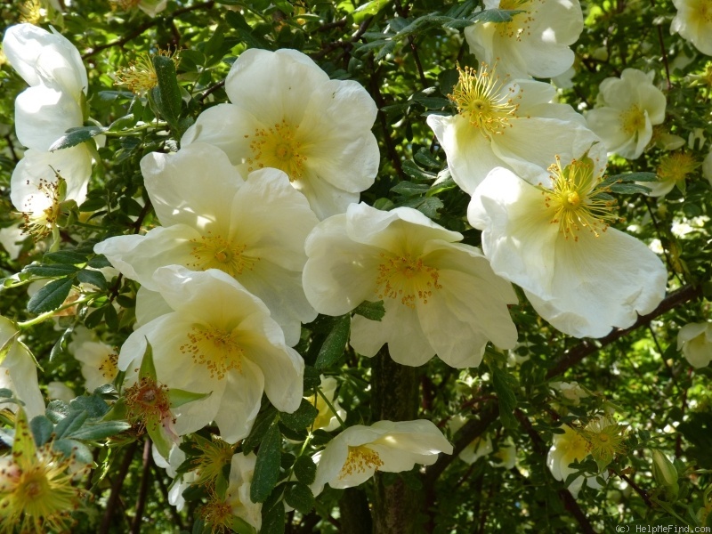 'Albert Edwards' rose photo