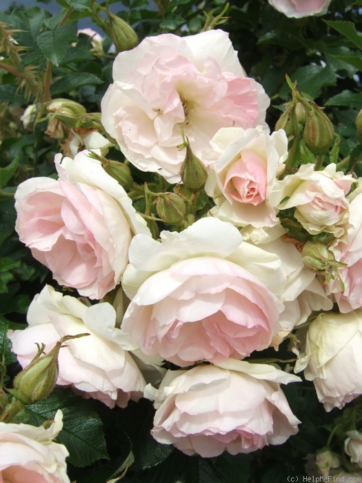 'Polareis' rose photo