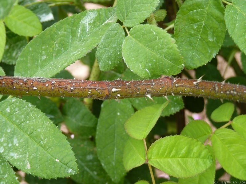 'Manteau Pourpre' rose photo