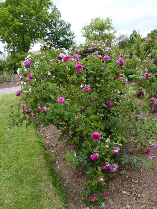 'Manteau Pourpre' rose photo