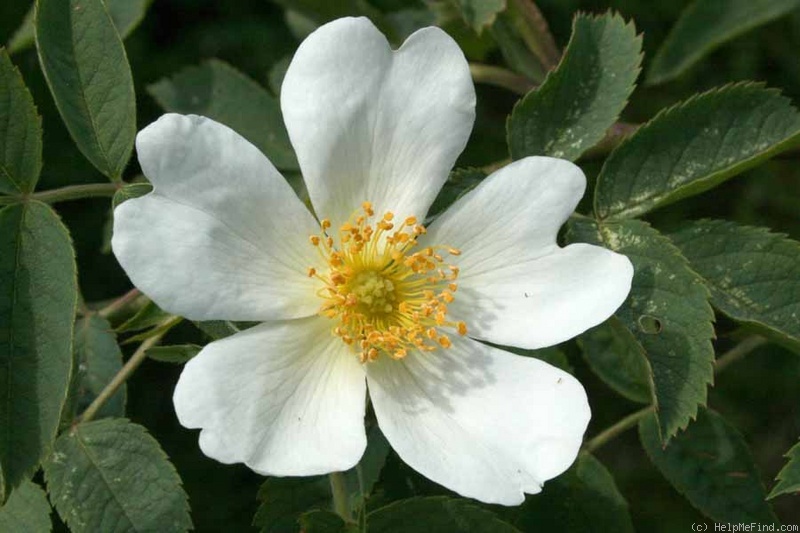 'R. coriifolia froebelii' rose photo