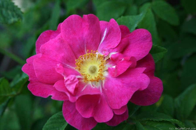 '<i>Rosa gallica splendens</i>' rose photo