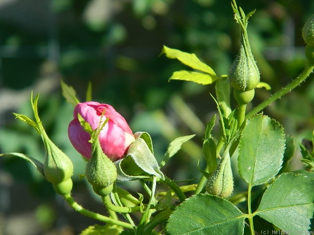 'Joyberry' rose photo